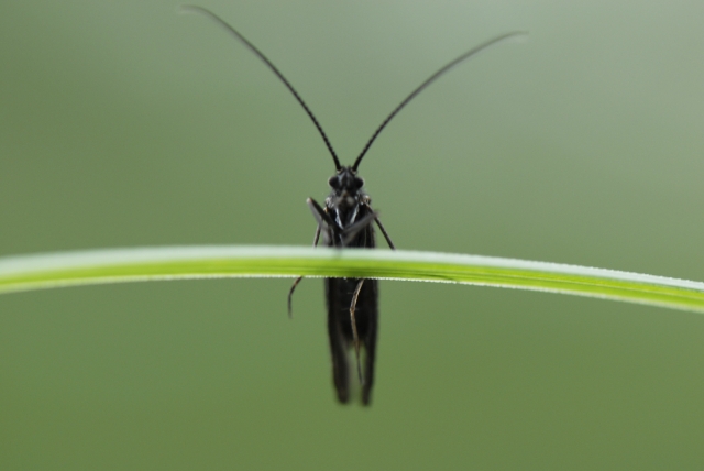 Mâle d'Oecismus monedula