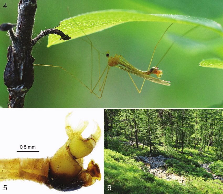 Limoniidae de France : deux espèces nouvelles