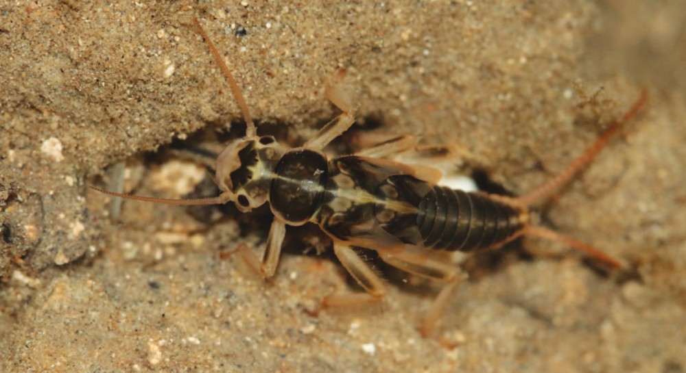 Plécoptères de France : espèce nouvelle