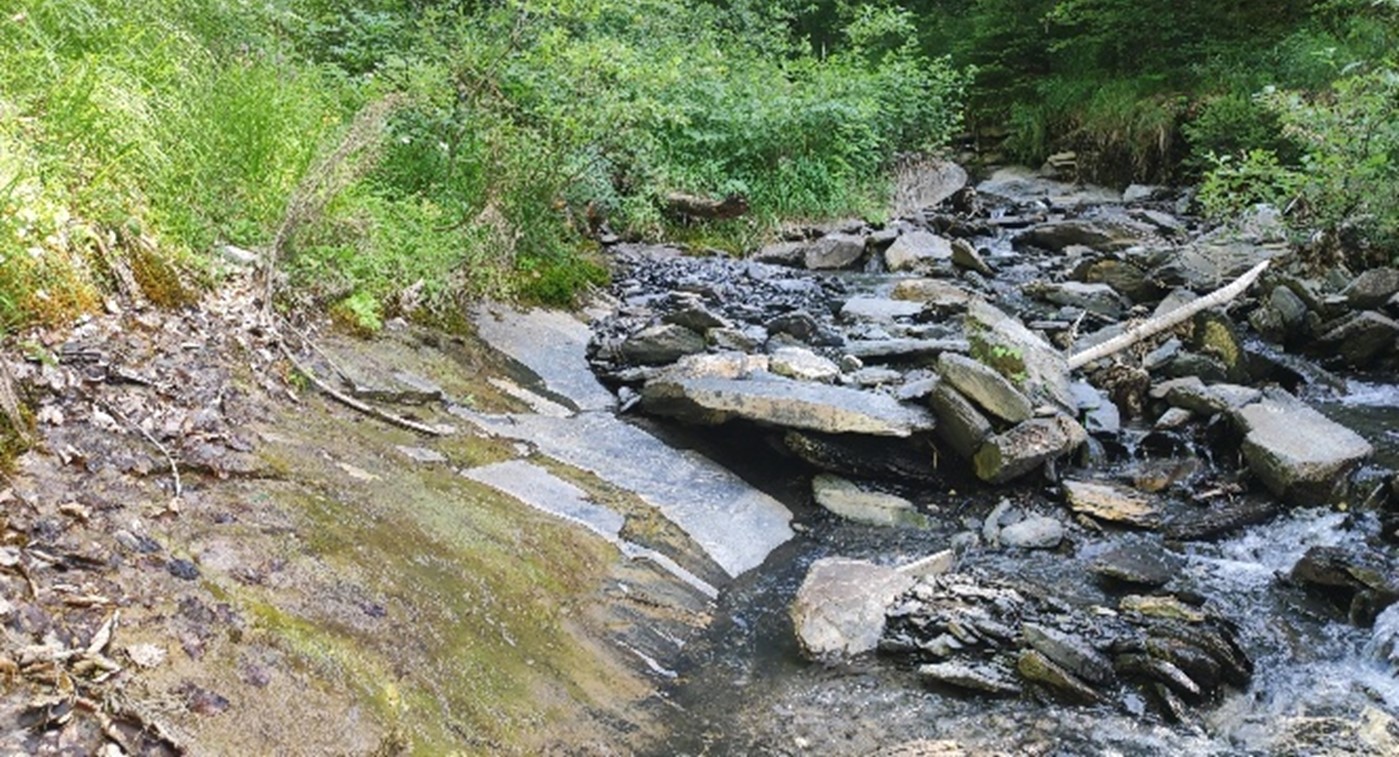 Un Trichoptère de plus