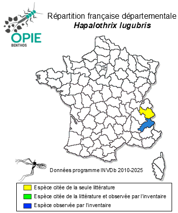 Carte de distribution de Hapalothrix lugubris Loew, 1876