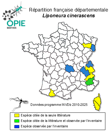 Carte de distribution de Liponeura cinerascens Loew, 1844