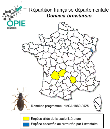 Carte de distribution de Donacia brevitarsis Thomson, 1884