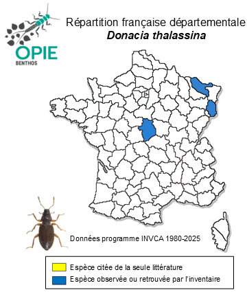 Carte de distribution de Donacia thalassina Germar, 1811