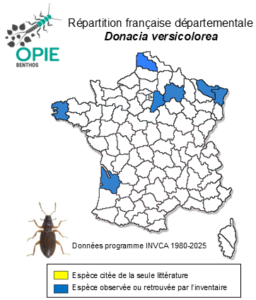Carte de distribution de Donacia versicolorea (Brahm, 1790)