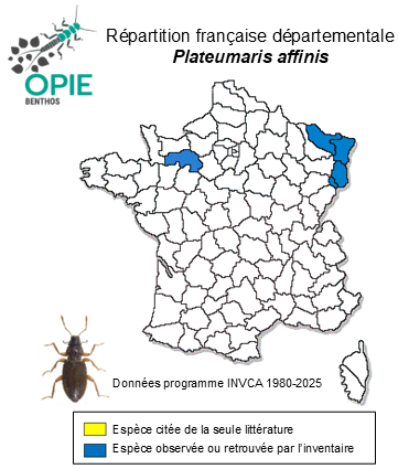Carte de distribution de Plateumaris affinis (Kunze, 1818)