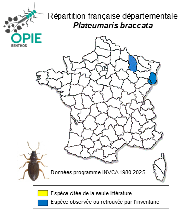 Carte de distribution de Plateumaris braccata (Scopoli, 1772)