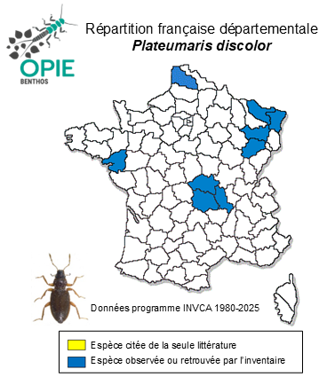 Carte de distribution de Plateumaris discolor (Panzer, 1795)