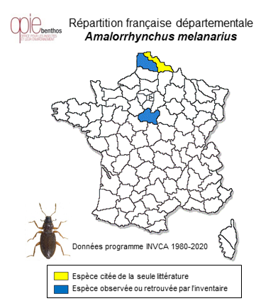 Carte de distribution de Amalorrhynchus melanarius (Stephens, 1831)