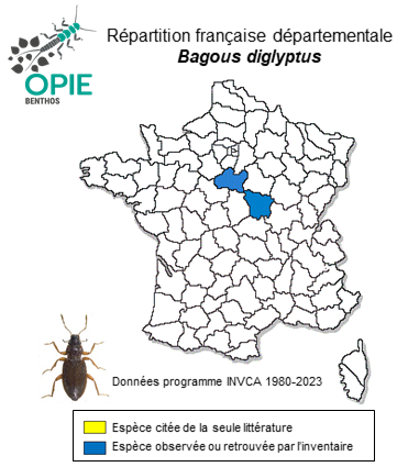 Carte de distribution de Bagous diglyptus Boheman, 1845