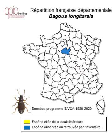 Carte de distribution de Bagous longitarsis Thomson, 1868