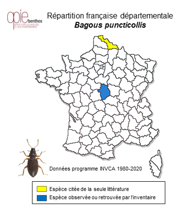Carte de distribution de Bagous puncticollis Boheman, 1845