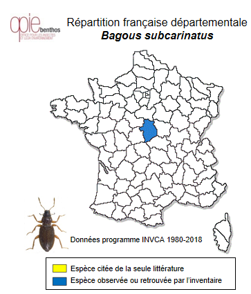 Carte de distribution de Bagous subcarinatus Gyllenhal, 1836