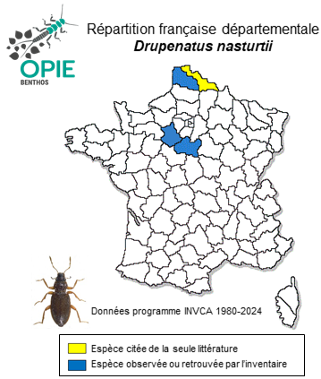 Carte de distribution de Drupenatus nasturtii (Germar, 1824)