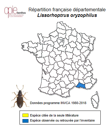 Carte de distribution de Lissorhoptrus oryzophilus Kuschel, 1952