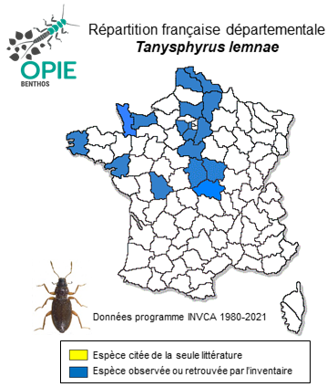 Carte de distribution de Tanysphyrus lemnae (Paykull, 1792)