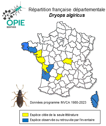 Carte de distribution de Dryops algiricus (Lucas,1846)