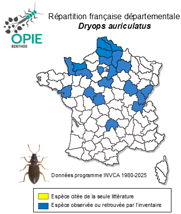 Carte de distribution de Dryops auriculatus (Geoffroy, 1785)
