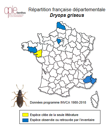 Carte de distribution de Dryops griseus (Erichson, 1847)