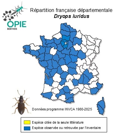 Carte de distribution de Dryops luridus (Erichson, 1847)