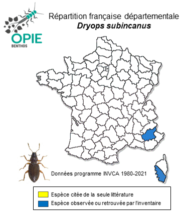 Carte de distribution de Dryops subincanus (Kuwert, 1890)