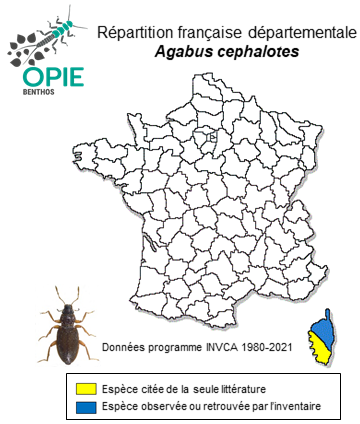 Carte de distribution de Agabus cephalotes Reiche, 1861