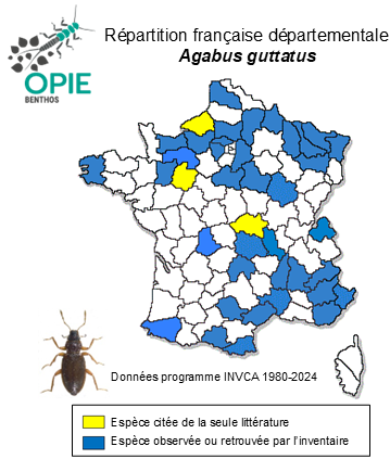 Carte de distribution de Agabus guttatus (Paykull, 1798)