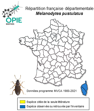 Carte de distribution de Melanodytes pustulatus (Rossi, 1792)