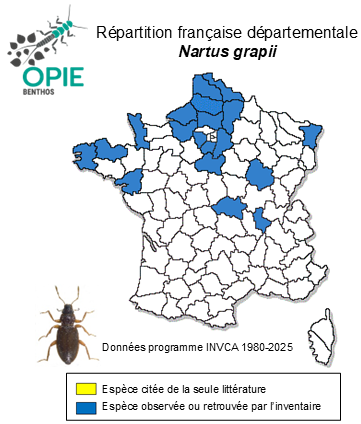 Carte de distribution de Nartus grapii (Gyllenhal, 1808)