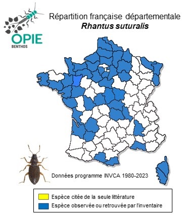 Carte de distribution de Rhantus suturalis (Harris, 1828)