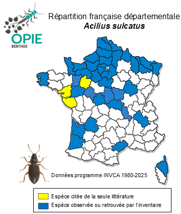 Carte de distribution de Acilius sulcatus (Linnaeus, 1758)