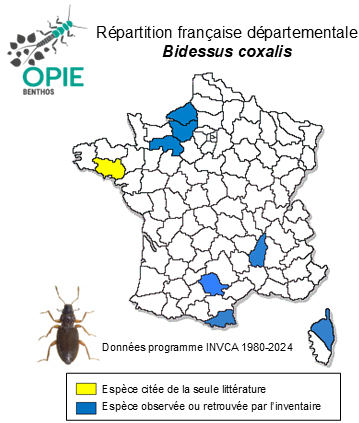 Carte de distribution de Bidessus coxalis Sharp, 1882