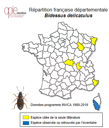 Carte de distribution de Bidessus delicatulus (Schaum, 1844)