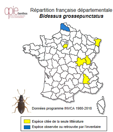 Carte de distribution de Bidessus grossepunctatus Vorbringer, 1907