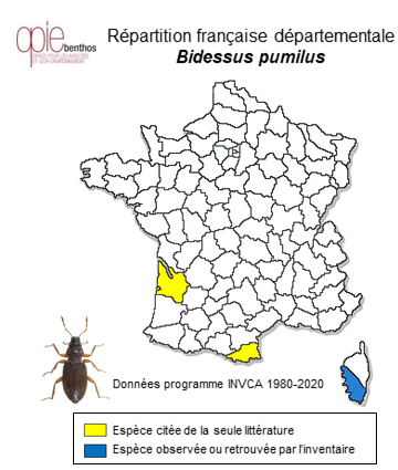 Carte de distribution de Bidessus pumilus (Aubé, 1838)