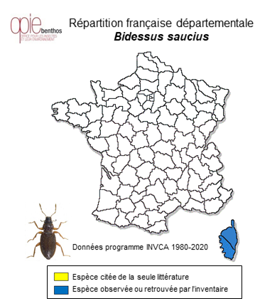 Carte de distribution de Bidessus saucius (Desbrochers des Loges, 1871)