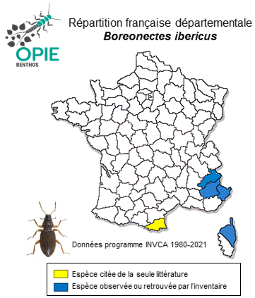 Carte de distribution de Boreonectes ibericus (Dutton & Angus, 2007