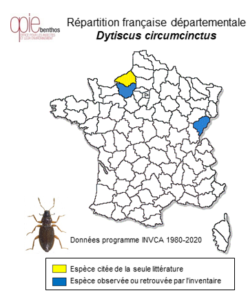 Carte de distribution de Dytiscus circumcinctus Ahrens, 1811