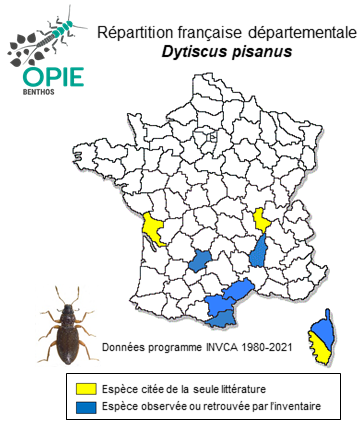 Carte de distribution de Dytiscus pisanus Laporte de Castelnau, 1835