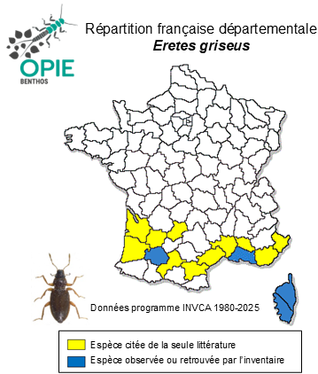 Carte de distribution de Eretes griseus (Fabricius, 1781)