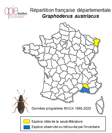 Carte de distribution de Graphoderus austriacus (Sturm, 1834)