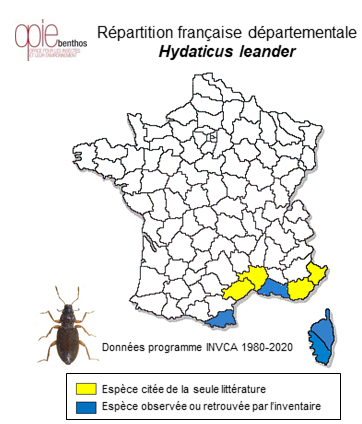 Carte de distribution de Hydaticus leander (Rossi, 1790)