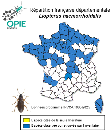 Carte de distribution de Liopterus haemorrhoidalis (Fabricius, 1787)