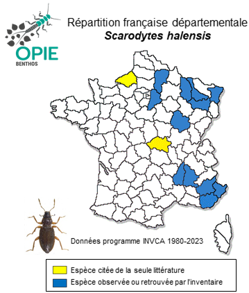 Carte de distribution de Scarodytes halensis (Fabricius, 1787)