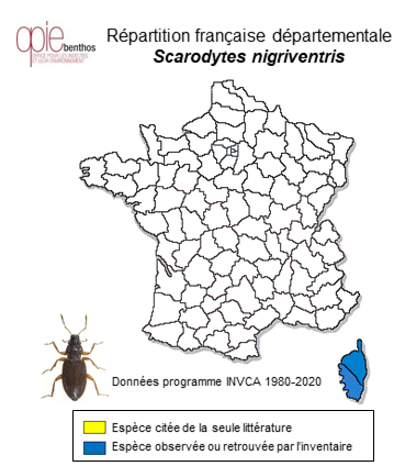Carte de distribution de Scarodytes nigriventris (Zimmermann, 1919)