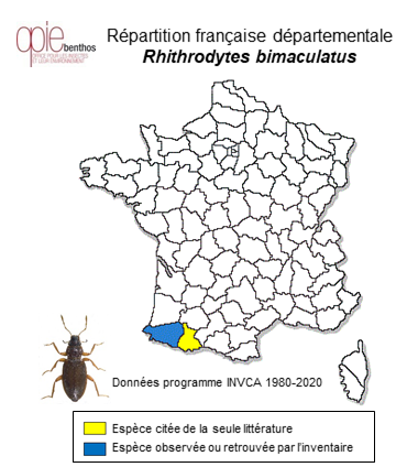 Carte de distribution de Rhithrodytes bimaculatus (Dufour, 1852)