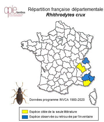 Carte de distribution de Rhithrodytes crux (Fabricius, 1792)