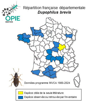Carte de distribution de Dupophilus brevis Mulsant & Rey, 1872