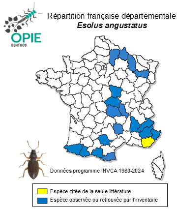 Carte de distribution de Esolus angustatus (P. W. J. Müller, 1821)