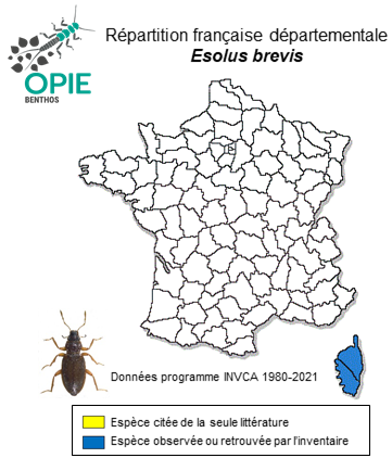 Carte de distribution de Esolus brevis Kuwert, 1890